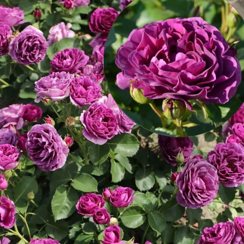 Rosa 'Minerva' - Roos 'Minerva' C4/4L